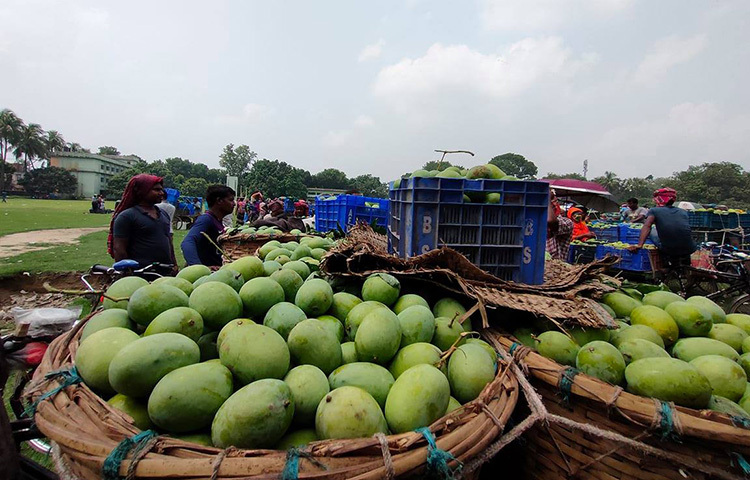 এবড়ো-থেবড়ো নয় এমন আম কিনুন। যে আমের খোসা কুঁচকে গেছে সেটি কিনবেন না। হিমসাগর ছাড়াও নানান জাতের আম আছে, পাকলেও সবুজ থাকে ও অত্যন্ত মিষ্টি হয়। ছবি: সংগৃহীত