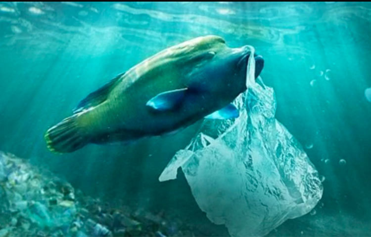 ইতিমধ্যে বহু দেশের সমুদ্রতটে মাস্ক, গ্লাভস, পিপিই কিট পড়ে থাকতে দেখা গিয়েছে। সমুদ্র থেকে তুলে আনা মাছের গলায় জড়িয়ে রয়েছে মানুষের ব্যবহার করা মাস্ক। এমন ছবিও ধরা পড়েছে। যার ফলে একদিকে বাড়ছে নতুন করে সংক্রমণের আশঙ্কা। আরেক দিকে পরিবেশ দূষণের সম্ভাবনাও বেড়েছে কয়েক গুণ।