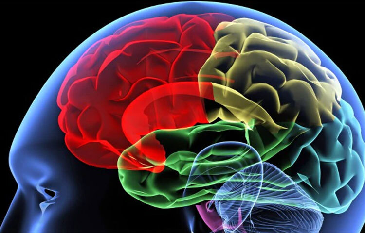 মস্তিষ্কের স্বাস্থ্যের দিকে খেয়াল রাখে। দুধ বা দুগ্ধজাত উপাদান নিয়মিত খেলে মস্তিষ্কে জমা পড়ে অ্যান্টিঅক্সিড্যান্ট যা মস্তিষ্কের স্বাস্থ্যের দিকে খেয়াল রাখে। ছবি: সংগৃহীত