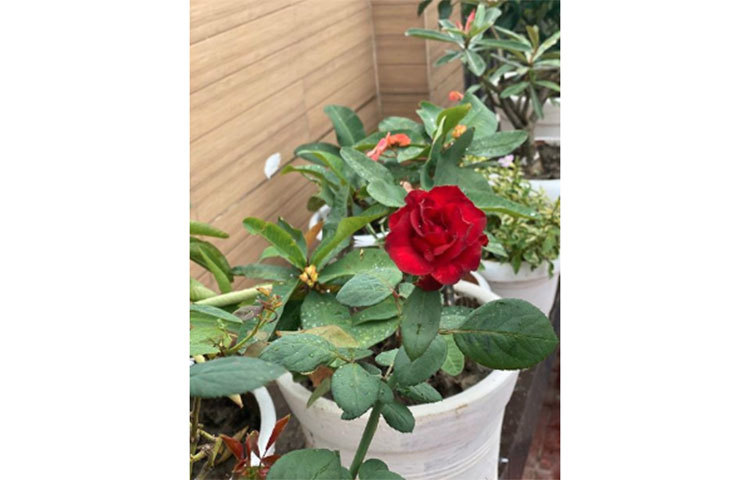 ফুল গাছের যত্ন নিচ্ছেন মিম।