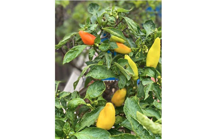 বাগানে ছবি তুলে সামাজিক যোগাযোগমাধ্যমে পোস্ট করেছেন মিম।