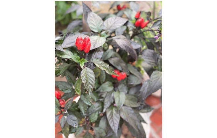 এমন প্রকৃতির মাঝে থাকতে পছন্দ করেন মিম।