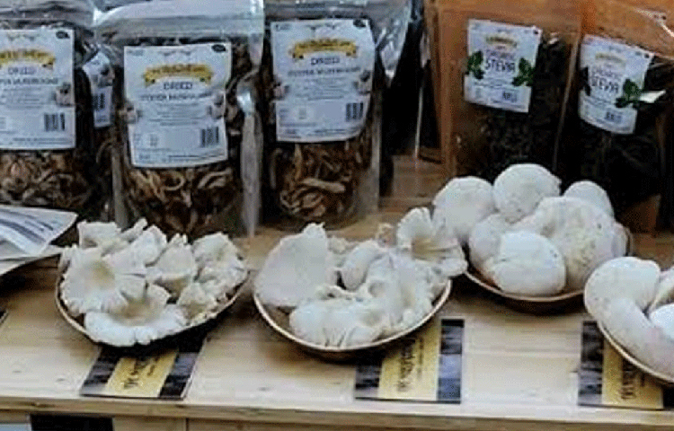 রাসায়নিক ছাড়া মাশরুমের ভালো ফলনের পরামর্শ তাকে কেউ দিতে পারেননি। ফলে মনিকাই অন্য উপায় বের করে নেন।