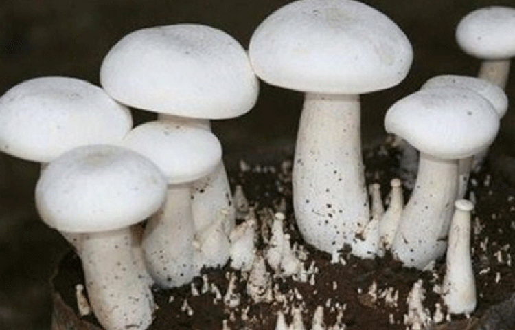 প্রথম বছরটা তেমন লাভ করতে পারেননি মনিকা। তবে দ্বিতীয় বছরে অভাবনীয় ফল পেতে শুরু করেন তিনি।