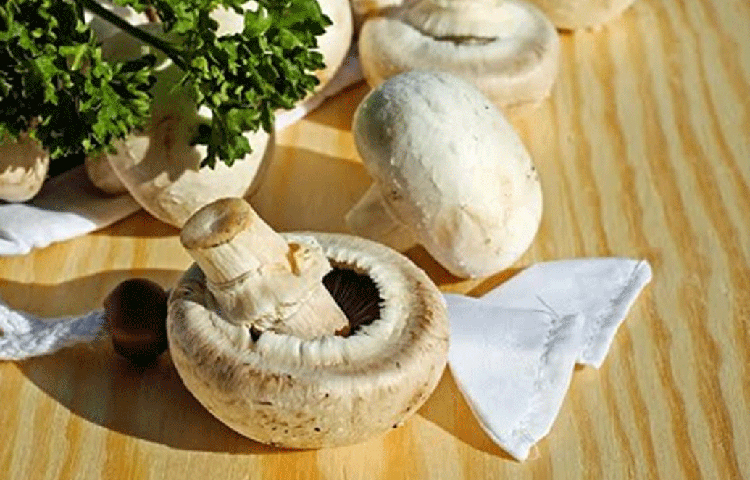 সেই ‘কিছু করার’ ইচ্ছা থেকেই এমবিএর চাকরি থেকে জৈব চাষাবাদ শুরু করেন মনিকা। মাশরুম চাষ শুরু করেন তিনি। মাত্র দু’বছরের মধ্যে মাশরুম চাষে তার উপার্জন কত দাঁড়িয়েছে জানেন?