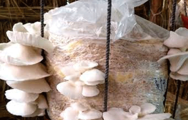 সেই সংসারে আরও বেশি সুখ এনে দিয়েছে মাশরুম চাষ। কারণ, উপার্জন যেমন বেড়েছে, আগের থেকে অনেক বেশি সময় তিনি পরিবারকে দিতে পারছেন।