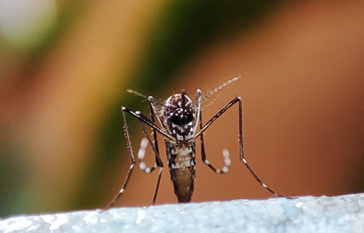 মশা মারার জন্য কর্পূর, কোথাও রসুন ব্যবহার করা হয়। এ ছাড়া এ ক্ষেত্রে কফির গুঁড়ো, ল্যাভেন্ডারের তেল, পুদিনা পাতাও বেশ কার্যকরী। মশা মারার জন্য একটি বাটিতে কর্পূর নিয়ে সেটি জ্বালিয়ে দিন। দরজা ও জানালা বন্ধ সেই ঘরে জ্বলন্ত কর্পূরের রেখে দিন। এবার আধ ঘণ্টা পরে গিয়ে দেখবেন, সেই ঘরে একটাও মশা নেই। ছবি: সংগৃহীত