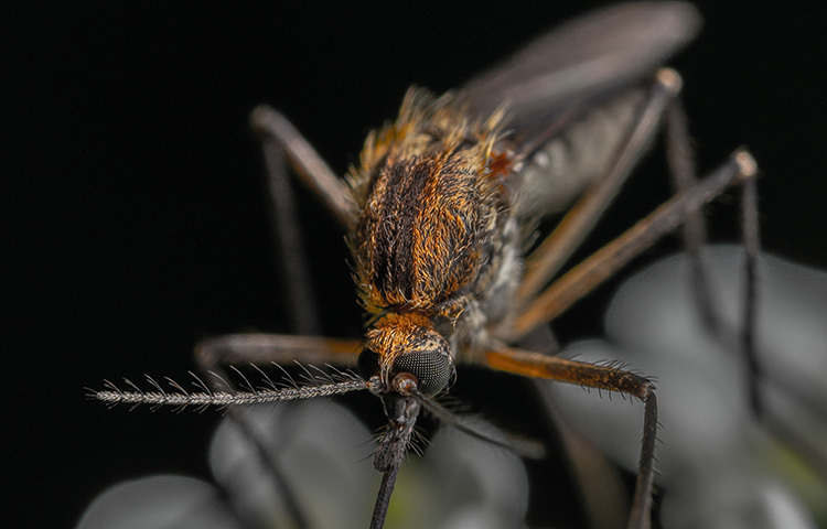 মশা নিরোধক ক্রিম পাওয়া যায় বিভিন্ন ফার্মেসিতে। এসব ক্রিমে ক্ষতিকারক কোনো রাসায়নিক উপাদান নেই। ফলে প্রাপ্তবয়স্কদের পাশাপাশি ছোটরাও ব্যবহার করতে পারে। এসব ক্রিম ত্বকের খোলা স্থানে ব্যবহার করতে পারেন। এ ক্রিম ব্যবহার করলে শরীরের প্রকৃত ঘ্রাণ দূর করে। ফলে মশা মানুষের গন্ধ বুঝতে পারবে না। ছবি: সংগৃহীত