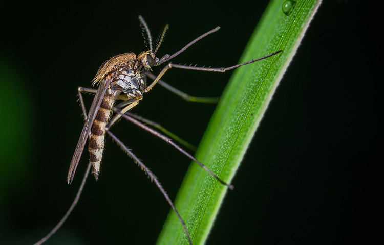 বর্তমানে খুবই জনপ্রিয়তা অর্জন করেছে মশা নিরোধক কিলার ব্যাট। এটি র‌্যাকেটের মতো দেখতে একটি ইলেকট্রিক ব্যাট। মশাসহ অন্যান্য পোকামাকড়ও ধ্বংস করতে পারবেন ব্যাট দিয়ে। চার্জের সাহায্যে এটি চালানো হয়। তাই যতক্ষণ ব্যাটে চার্জ থাকবে; ততক্ষণই আপনি মশা মারতে পারবেন। কেনার আগে ভালোভাবে যাচাই করে নেবেন। ছবি: সংগৃহীত