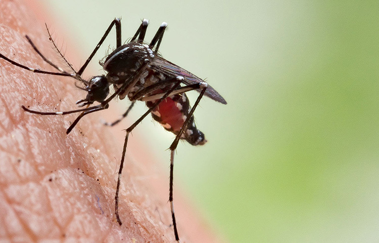 মশা তাড়াতে অসাধারণ কাজ করে নিমের তেল। নিমের গন্ধে দূরে থাকে মশা। তাই নিমের তেল ও নারকেল তেলের মিশ্রণ সারা শরীরে লাগিয়ে নিলে মশার কামড় থেকে রেহাই পাবেন। ছবি: সংগৃহীত