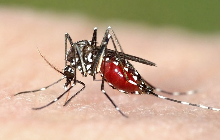 মশা দূরে রাখার জন্য অন্যতম কার্যকরী উপায় লেবু ও ইউক্যালিপটাস তেলের মিশ্রণ। এই মিশ্রণ শরীরে লাগালে মশাতো কামড়াবে না, সংক্রমণের হাত থেকেও রেহাই পাবেন। ছবি: সংগৃহীত