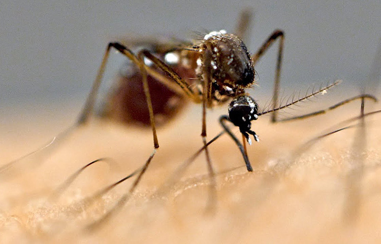 মশা মারার আরেকটি প্রাকৃতিক উপায় হলো ধূপ ও কর্পূর। এই কর্পূর মশা তাড়াতে কার্যকরী ভূমিকা রাখে। মশা দূরে রাখতে তাই বন্ধ ঘরে কর্পূর জ্বালান। ছবি: সংগৃহীত