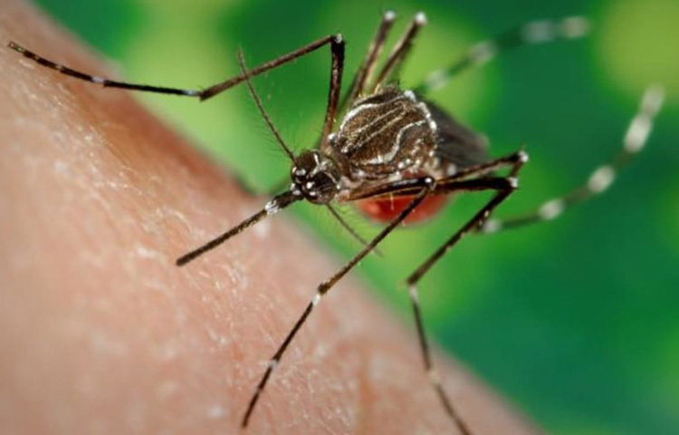 রসুন থেকে একশ হাত দূরে থাকে মশা। কয়েক কোয়া রসুন পানিতে ফুটিয়ে নিন। এবার এই পানি সারা ঘরে ছিটিয়ে দিলে মশা দূর হয়ে যাবে। ছবি: সংগৃহীত