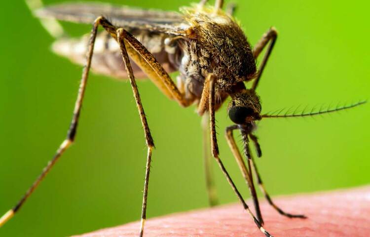 সাম্প্রতিক এক গবেষণা বলছে যে বারবার মশায় কামড়ালে ম্যালেরিয়ার পরজীবীর ইনকিউবেশন অবস্থা স্থায়ী হয় না এবং এতে ম্যালেরিয়া সংক্রমণ হওয়ার আশঙ্কা অনেকটাই বেড়ে যায়। এই গবেষণা প্রকাশিত হয়েছে পিএলওএস প্যাথোজেন নামক একটি জার্নালে। এই গবেষণায় স্পষ্ট বলা হয়েছে যে এর আগে ম্যালেরিয়া নিয়ে যা যা পরীক্ষা-নিরীক্ষা হয়েছে, তার সবটাই করা হয়েছে মশার একবার কামড়ের উপর ভিত্তি করে। ছবি: সংগৃহীত