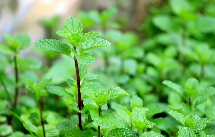 পুদিনা পাতা: মশা দূর করার জন্য পুদিনা পাতা ব্যবহার করা হয়। এই পাতা ঘরের বিভিন্ন স্থানে রেখে দিলে ঘর থেকে মশা দূর হয়। ছবি: সংগৃহীত