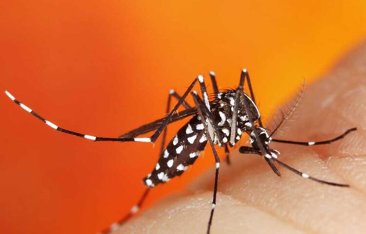 আর সে জন্যই এই নতুন গবেষণা এক অন্য দৃষ্টিভঙ্গি নিয়ে করা হয়েছে। গবেষকরা বোঝার চেষ্টা করেছেন কিছু নতুন তথ্য। ম্যালেরিয়ার পরজীবীর বৈজ্ঞানিক নাম হল প্লাজমোডিয়াম ফ্যালসিপ্যারাম (Plasmodium Falciparum)। যখন মেয়ে মশা বারবার রক্ত খাচ্ছে তখন তার শরীরে কীভাবে এই পরজীবী বেড়ে উঠছে এবং তার জন্য কীভাবে ম্যালেরিয়া সংক্রমণের তীব্রতা বেড়ে যাচ্ছে- সেসব বিষয় মাথায় রেখে অগ্রসর হচ্ছে বলে জানিয়েছেন গবেষকরা। ছবি: সংগৃহীত