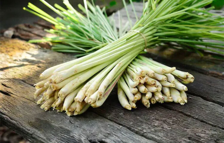 লেমনগ্রাস: লেমনগ্রাসের নির্যাস থেকে তৈরি তেলের গন্ধও মশা দূরে রাখতে সাহায্য করে। ছবি: সংগৃহীত