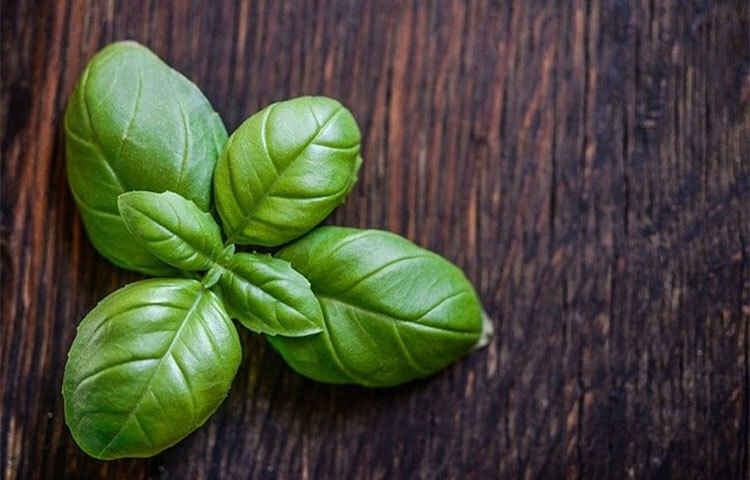 বেসিল: বেসিল পাতার গন্ধ পছন্দ নয় মশাদের। বাড়িতে এই গাছ রাখতেই পারেন। এই গাছের পাতার নির্যাস থেকে তৈরি তেল মশা দূর করতে খুবই কার্যকরী। ছবি: সংগৃহীত