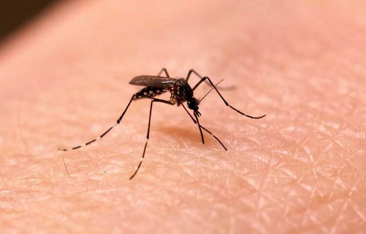গবেষণার পর বিজ্ঞানীরা একত্রে এক সিদ্ধান্তে উপনীত হয়েছেন। বলা হচ্ছে যে প্লাজমোডিয়াম ফ্যালসিপ্যারাম দ্বারা আক্রান্ত মেয়ে মশা তিন দিনের মাথায় কামড়ালে বিপদ আছে। কারণ এত কম সময়ে ম্যালেরিয়ার এই পরজীবী ইনকিউবেট করার সময় পায় না। আর এই জন্যই ম্যালেরিয়ার আশঙ্কা অনেক বেড়ে যায়। ছবি: সংগৃহীত