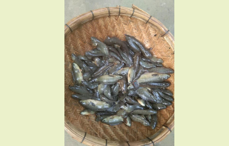 মাছের চাষও করছেন নাঈম। ছবি: সংগৃহীত