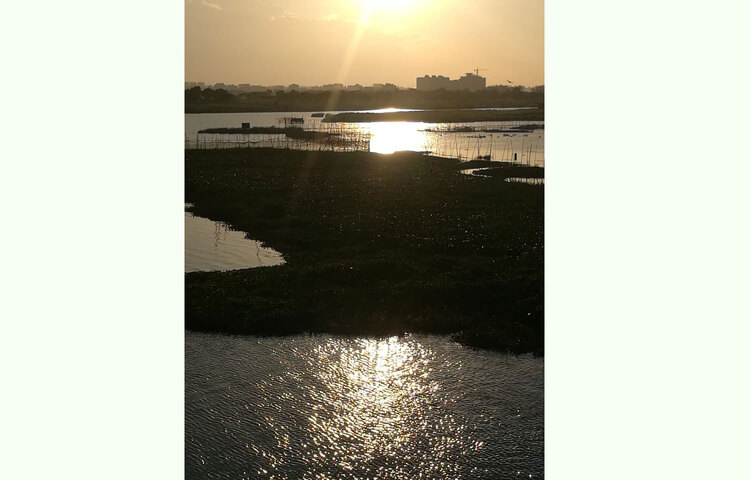 সূর্যের আলোয় আলোকিত প্রকৃতির রূপ। ছবি: এস. এম. মাছুম বিল্লাহ