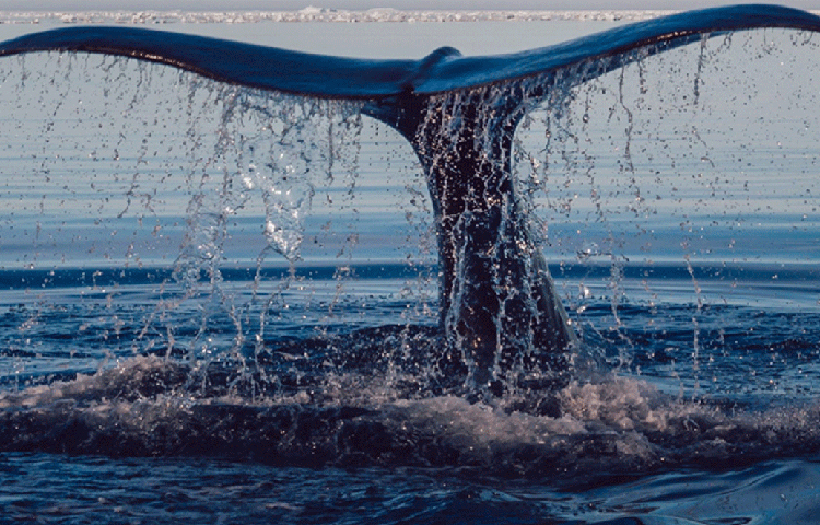 বিজ্ঞানীরা জানিয়েছেন, সমুদ্রের সমস্ত প্রাণী, এমনকি তিমিদেরও খেয়ে ফেলত তারা।