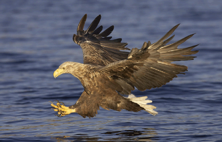 প্লিওসরদের পেশি এতটাই শক্তিশালী ছিল যে, সমুদ্রের উপরে জলের কাছাকাছি উড়ে যাওয়া বড়ো আকারের পাখিদেরও এরা পানি থেকে ঝাঁপিয়ে সহজেই ধরে ফেলতে পারত।