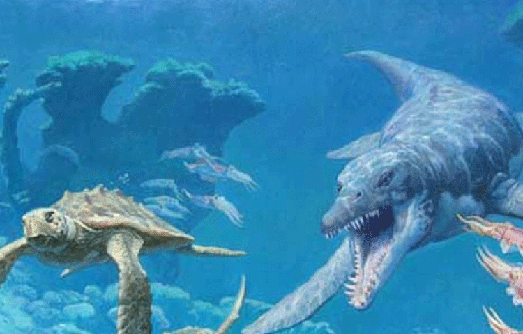 প্লিওসরের জীবাশ্মের মধ্যে আবার সে সময়কার বিশাল সামুদ্রিক কচ্ছপের জীবাশ্ম মিলেছে।