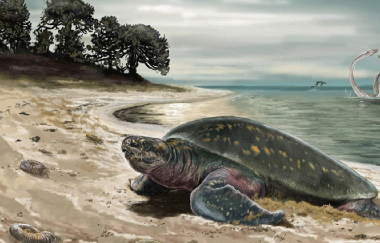 সামুদ্রিক কচ্ছপের খোলকের উপর প্লিওসরের ধারালো দাঁতের চিহ্ন মিলেছে। খোঁজ পাওয়া প্লিওসরটি ওই সামুদ্রিক কচ্ছপকেও খেয়েছিল বলে অনুমান বিজ্ঞানীদের।