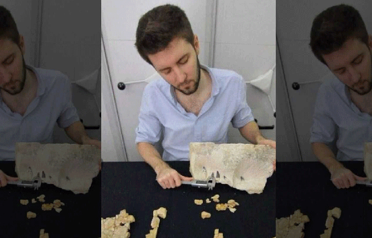 পোল্যান্ডের সুইতোকার্জিকির কাছে একটি ভুট্টা খেতের মধ্যে প্লিওসরের এই জীবাশ্ম মিলেছে।