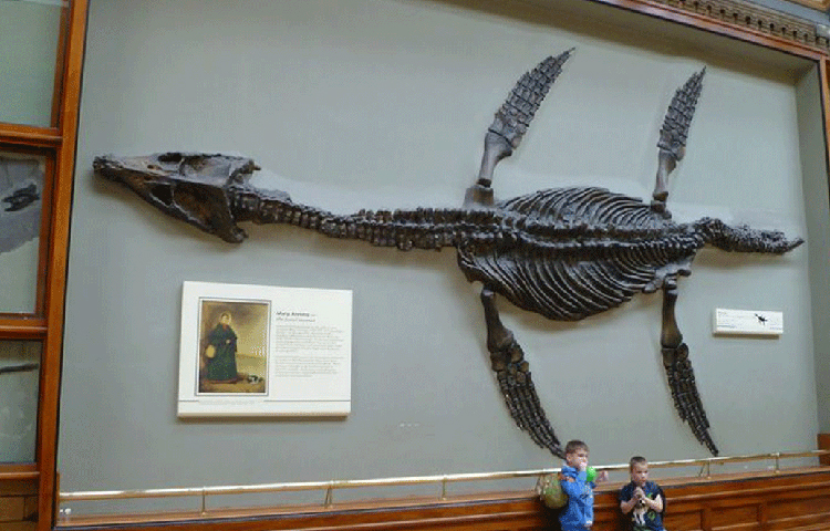 বিজ্ঞানীরা জানাচ্ছেন, সে সময়ের একটি বিশালাকার সরীসৃপ প্রাণী ছিল প্লিওসররা। খোঁজ পাওয়া প্লিওসরটি প্রায় ৩৩ ফুট লম্বা। তবে সে সময়ে এর থেকে আরও অনেক বড় প্লিওসর ছিল বলে দাবি করেছেন বিজ্ঞানীরা।