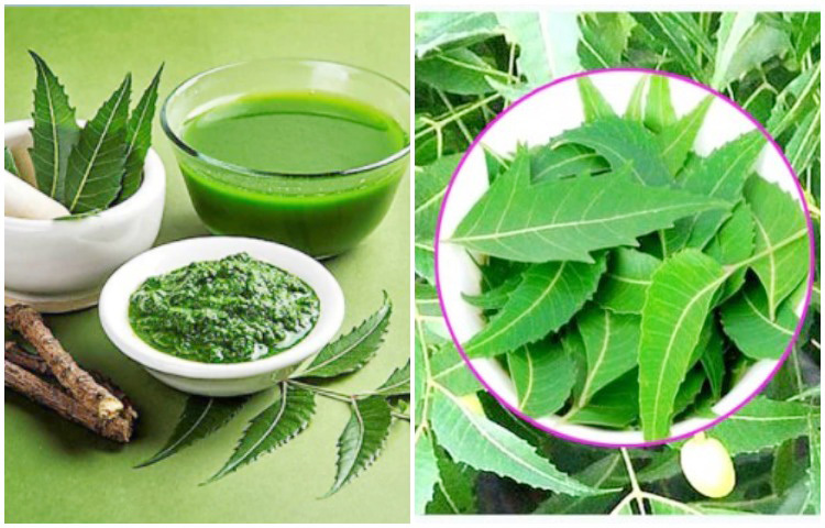 শরীরের রোগ প্রতিরোধক ক্ষমতা বাড়তেও এই পাতার কোনও তুলনা হয় না। গায়ের দুর্গন্ধ বা ঘামের দুর্গন্ধ দূর করতে নিমপাতার রস খুবই কার্যকরী একটি উপাদান। ছবি: সংগৃহীত