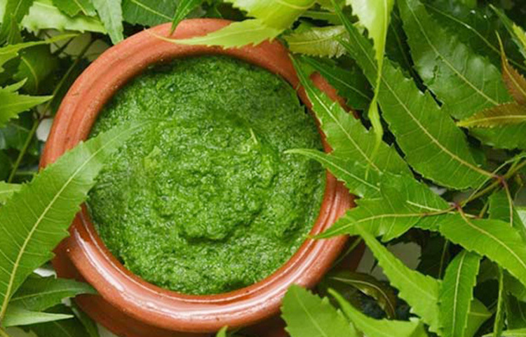 নিমপাতা প্রতিদিন খেতে পারলে অনেক জটিল কঠিন রোগ থেকে দূরে থাকবেন। সব থেকে ভালো কাজে দেয় যদি সকালে খালি পেটে কয়েকটা পাতা নিয়ে, ভালো করে ধুয়ে চিবিয়ে খেয়ে নেয়া যায়। এছাড়া গরম আঁচে তেল ছাড়া সেঁকে নিয়ে ভাতের সঙ্গেও খেতে পারেন। নিম গাছের ডাল, পাতা-সবই কাজে লাগে। যেমন, নিমের কাঠ খুব শক্ত। নিম কাঠে উইপোকা বাসা বাঁধে না। ফলে কখনও ঘুণ ধরে না। ছবি: সংগৃহীত