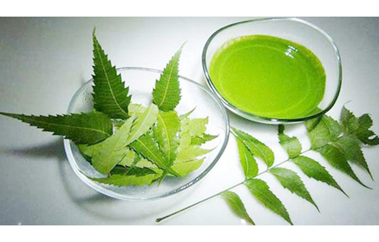 দাঁত ও মাড়ির যে কোনো রকম সংক্রমণ দূরে রাখে নিম পাতা। যে কারণে নিমের মাজন ব্যবহার করা হত আগে। নিমের রস দাঁতের জন্য ভালো। মুখের দুর্গন্ধ দূর করতে আর দাঁতের ফাঁকে জীবাণু বা ব্যাকটেরিয়ার সংক্রমণ রোধ করতে নিম কার্যকরী। ছবি: সংগৃহীত