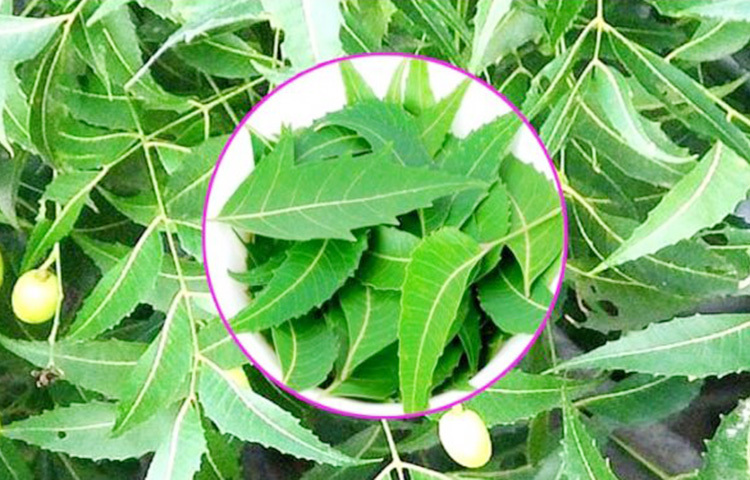 চুল পড়া, খুসকির সমস্যা থেকে মুক্তি পেতে শ্যাম্পুর পর নিমপাতা দেয়া পানি দিয়ে চুল ও ক্ল্যাল্প ধুয়ে নিন। স্ক্যাল্পের চুলকানির সমস্যায় নিমপাতার রস খুবই উপকারী। তাছাড়া নিমপাতার রসে চুলের গোড়া শক্ত হয়, চুলের শুষ্কতা বা রুক্ষ ভাব কমে যায় এবং নতুন চুল গজাতে শুরু করে। ছবি: সংগৃহীত