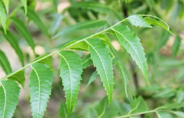 কেটে গেলে বা পুড়ে গেলে ক্ষত স্থানে নিম পাতার রস ভেষজ ওষুধের মতো কাজ করে। ছবি: সংগৃহীত