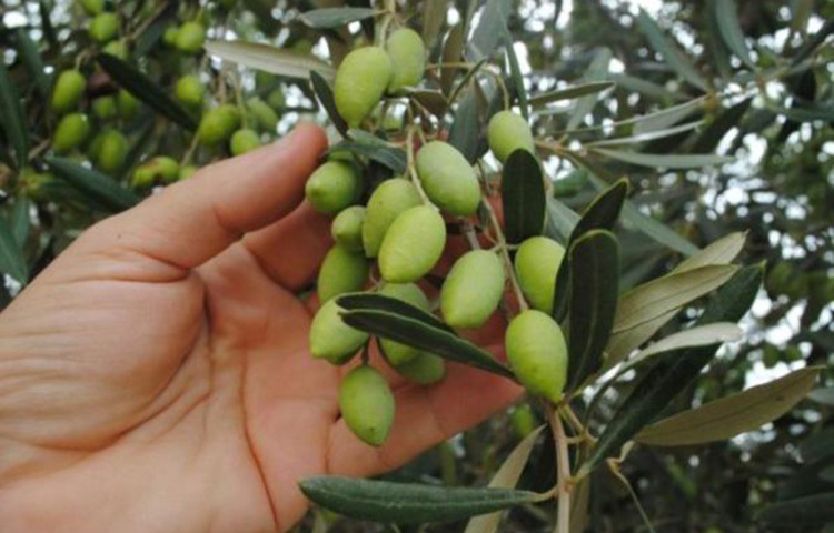 শীত এলে এলার্জির সমস্যা বেড়ে যায়। গবেষণায় দেখা গেছে, জলপাই অ্যালার্জি প্রতিরোধে সহায়তা করে। জলপাইয়ে আছে প্রচুর পরিমাণে ভিটামিন সি যা ত্বকের ইনফেকশন ও অন্যান্য ক্ষত সারাতে কার্যকরী ভূমিকা পালন করে। ছবি: সংগৃহীত