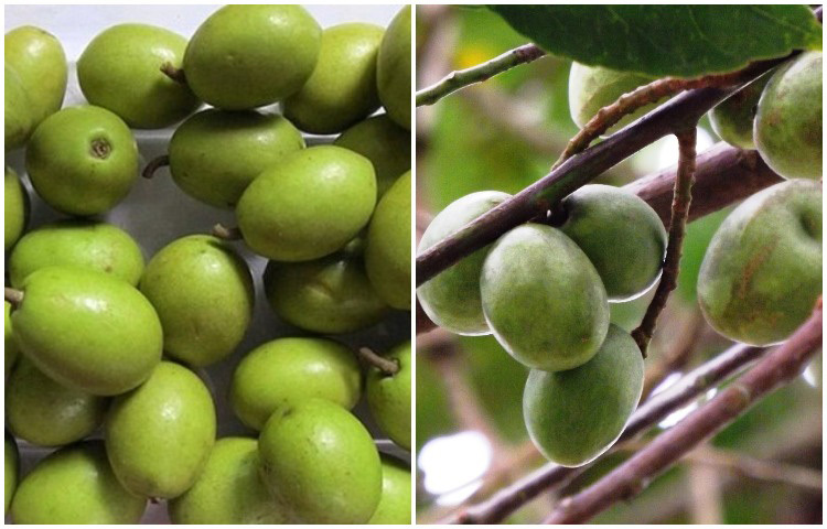 জলপাইয়ের তেলে আছে ফ্যাটি এসিড ও এ্যান্টি অক্সিডেন্ট। যা ত্বক ও চুলের যত্নে কাজ করে। জলপাইয়ের ভিটামিন ই ত্বকে মসৃণ রাখে। চুলের গঠনকে আরও মজবুত করে। ত্বকের ক্যানসারের হাত থেকেও বাঁচায় জলপাই। সূর্যের অতিবেগুনি রশ্মির কারণে ত্বকের যে ক্ষতি হয় তা রোধ করে জলপাই। ছবি: সংগৃহীত