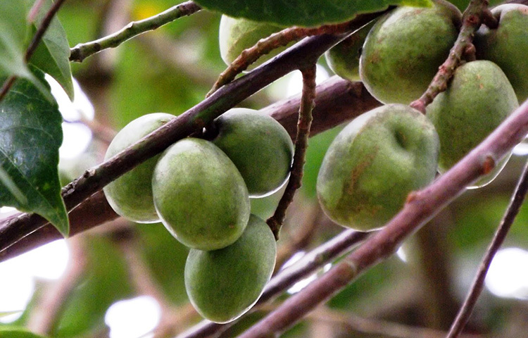 যখন মানুষের হৃদপিন্ডের রক্তনালীতে চর্বি জমে, তখন হার্টএ্যটাক করার সম্ভাবনা সবচেয়ে বেশি থাকে। জলপাইয়ের অ্যান্টি অক্সিডেন্ট হার্ট ব্লক হতে বাধা দেয়। জলপাইয়ে রয়েছে মোনো-স্যাচুরেটেড ফ্যাট, যা আমাদের হার্টের জন্য খুবই উপকারী। ছবি: সংগৃহীত