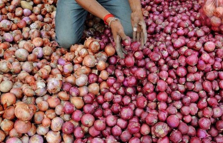 বাংলাদেশে কী ধরণের পেঁয়াজ উৎপাদিত হয়: বাংলাদেশে যে সব এলাকায় শীত বেশি থাকে সেসব এলাকায় পেঁয়াজ বেশি জন্মায়। বাংলাদেশ এলিয়াম সেপা বা পেঁয়াজ যা মূলত একটি বাল্ব সেটাই উৎপাদিত হয়ে থাকে। আমাদের দেশের পেঁয়াজ তেমন বড় হয় না।