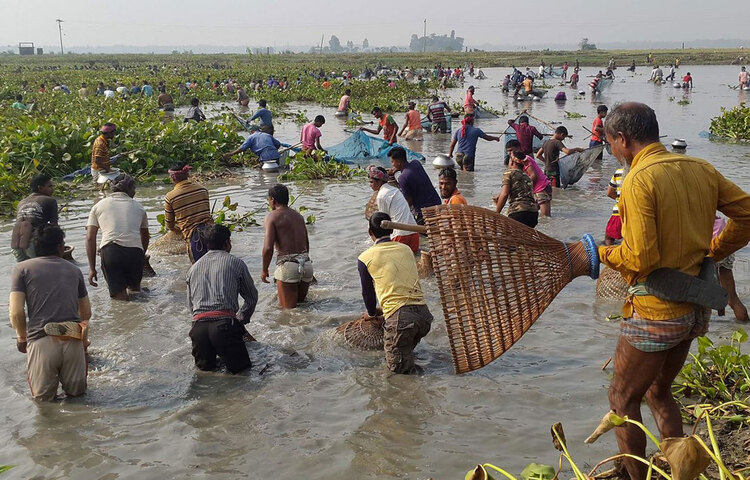 ভোরের আলো ফুটতে না ফুটতেই বিল অভিমুখে মানুষের ঢল। দূর-দূরান্ত থেকে মানুষ জড়ো হচ্ছে এক স্থানে। শিশু থেকে বৃদ্ধ সব বয়সী মানুষের উপস্থিতিতে বিলপাড়ে তৈরি হয় উৎসবমুখর পরিবেশ। এরপর দল বেঁধে বিলের পানিতে নেমে মাছ শিকারের আনন্দে মেতে ওঠেন তারা। ছবি: জাগো নিউজ