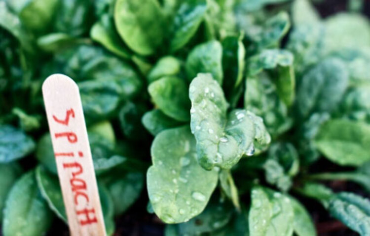 অনেকে পালং শাক খেতে চান না। কিন্তু এই শীতে শরীর সুস্থ থাকতে যেসব ভিটামিন দরকার তা পালং শাকে রয়েছে। তাই নিয়মিত এই শাক খাওয়া উচিত।