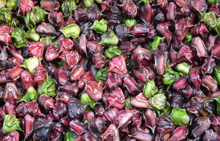 পানিফল অ্যান্টি অক্সিড্যান্টে ভরপুর। অক্সিডেটিভ স্ট্রেস দূর করতে সাহায্য করে। এছাড়াও একাধিক ক্রনিক অসুখের জন্যও এটি বেশ উপকারী। ছবি: সংগৃহীত