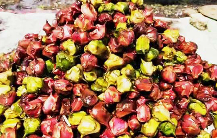 পানিফলে প্রচুর ফাইবার থাকে। তাছাড়া এই ফলে ক্যালরি কম। যারা ডায়েটিং করছেন, তাদের জন্য এই ফল খুবই উপকারী। ছবি: সংগৃহীত