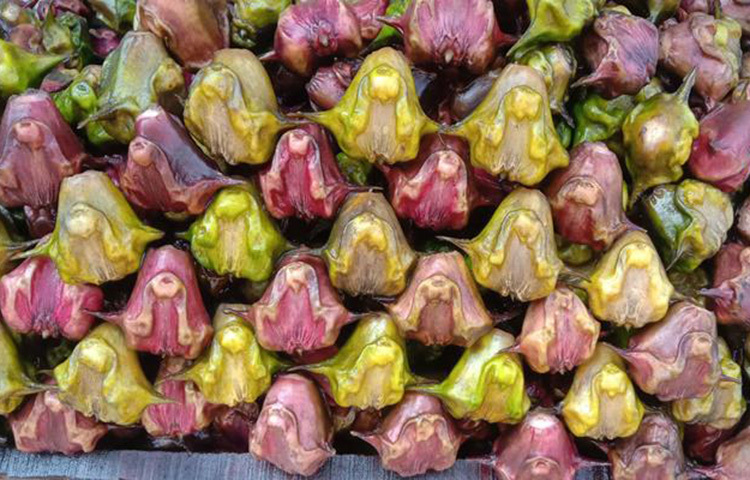 পটাশিয়ামে পূর্ণ পানিফল উচ্চরক্তচাপ নিয়ন্ত্রণে রাখে। ফলে হৃদরোগের আশঙ্কা কমে। নিয়মিত পানিফল ডায়েটে থাকলে কম থাকে ক্যানসারের আশঙ্কাও। ছবি: সংগৃহীত