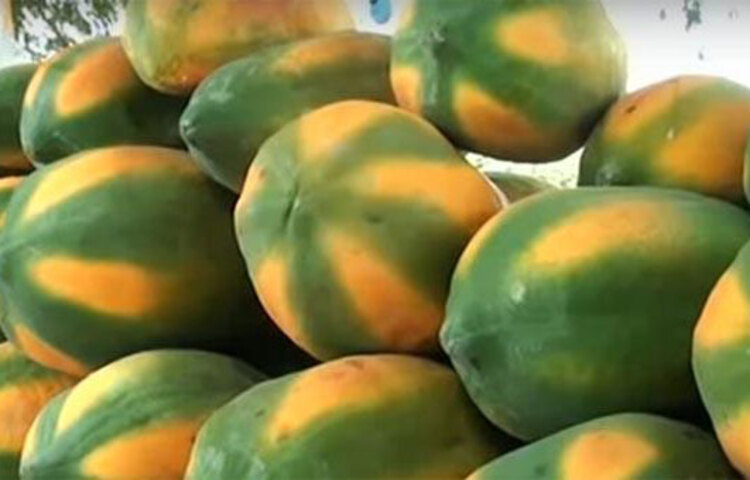 পেঁপের ১০০ গ্রামে ৩৯ ক্যালরি থাকে। প্রোটিন, কার্বোহাইড্রেট, ভিটামিন ‘এ’, ‘বি’, ‘সি’, ‘ডি’ আছে পেঁপেতে। এছাড়া পটাশিয়াম, ফসফরাস, আয়রন, ক্যালসিয়াম, সোডিয়াম ও অ্যালবুমিন এনজাইম থাকে পেঁপেতে। পেঁপে অনেক রোগ সারাতে কার্যকর, এটা শত শত বছর ধরেই স্বীকৃত।