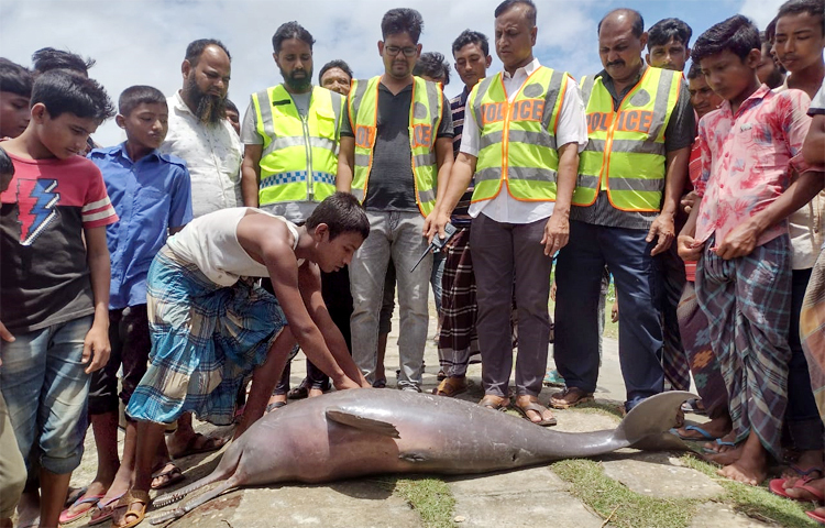 লক্ষ্মীপুরের রামগতিতে মেঘনা নদীতে প্রায় ৫০ কেজি ওজনের একটি মৃত ডলফিন ভেসে উঠেছে। আজ দুপুর সাড়ে ১২টার দিকে উপজেলার বড়খেরি ইউনিয়নের বড়িখেরি পুলিশ ফাঁড়ির এলাকা থেকে ডলফিনটি উদ্ধার করা হয়।