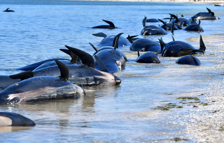 নিউজিল্যান্ডে দুই ডজনের বেশি তিমির মৃত্যু হয়েছে। দেশটির সমুদ্রসৈকতে আটকা পড়ে এ ঘটনা ঘটে। প্রাণী সংরক্ষণকারীরা এ তথ্য জানিয়েছেন। ছবি: সংগৃহীত