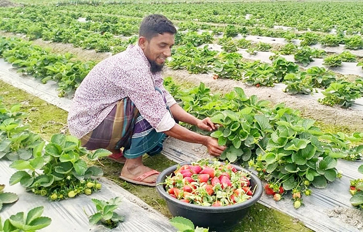 ‘বেকার জীবন অসহ্য। নিজের পায়ে দাঁড়াতে না পারলে কোনো মূল্যই থাকবে না। তাই পড়ালেখা শেষ করে কিছু একটা করার ইচ্ছা থেকেই স্ট্রবেরি চাষের সিদ্ধান্ত নিই। আমার আশা স্ট্রবেরির চারা ও স্ট্রবেরি বিক্রি করেই একদিন স্বাবলম্বী হবো।’ এভাবেই নিজের স্বপ্নের কথা জানান জাব্বির হোসেন। ২০১৫ সালে তিনি সরকারি আজিজুল হক কলেজ থেকে স্নাতকোত্তর পাস করেন। লেখাপড়া শেষে অনেক চেষ্টা করেও চাকরি না পেয়ে কৃষিকাজ করার সিদ্ধান্ত নেন। আর তাতেই সফলতা ধরা দেয় হাতে। জাব্বির হোসেনের বাড়ি বগুড়ার নন্দীগ্রাম উপজেলার ভাটগ্রাম ইউনিয়নের চাকলমা গ্রামে। জাব্বির এরইমধ্যে এলাকায় ‘স্ট্রবেরি জাব্বির’ নামে পরিচিতি পেয়েছেন। ছবি- জাগো নিউজ