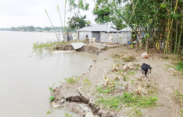 তিস্তা নদীর পানি কমার সঙ্গে সঙ্গে বেড়েছে ভাঙন। এতে দিশেহারা হয়ে পড়েছেন চরাঞ্চলের বাসিন্দারা। ভাঙন আতঙ্কে অসংখ্য পরিবার বাঁধের রাস্তায় আশ্রয় নিয়ে মানবেতর জীবনযাপন করছেন। তিস্তার ভাঙন হুমকিতে রয়েছে লালমনিরহাট সদর উপজেলার চোংগাডারা উচ্চ বিদ্যালয়, খুনিয়াগাছ ইউনিয়ন পরিষদ, ভূমি অফিস, খুনিয়াগাছ উচ্চ বিদ্যালয়সহ বিভিন্ন প্রতিষ্ঠান ও ঘরবাড়ি।
